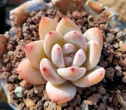 澳门太阳成集团tyc33455cc